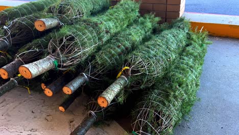 freshly cut new bright green christmas trees for sale tied wrapped and stacked up laying on concrete ground as camera pans over the fresh cut bottoms of xmas trees - in 4k 30fps slowed half speed