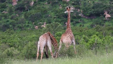 Vista-Trasera-De-Cuerpo-Completo-De-Dos-Jirafas-Machos-Besándose,-Parque-Nacional-Kruger