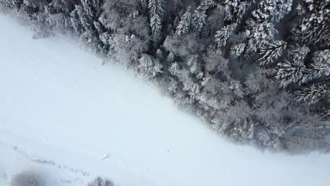 Durchqueren-Sie-Den-Bezaubernden,-Schneebedeckten-Wald,-In-Dem-Jeder-Ast-Zart-Mit-Einer-Unberührten-Schneeschicht-Geschmückt-Ist-Und-Eine-Magische-Atmosphäre-Schafft,-Die-Sie-In-Ein-Reich-Der-Ruhe-Entführt