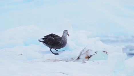 Antarctica-Albatross-Bird-on-Ice,-Seabird-Close-Up-in-Winter-Scenery-Feeding-and-Eating-on-Beautiful-Blue-Ice-in-Amazing-Remote-Antarctic-Peninsula-Coastal-Landscape