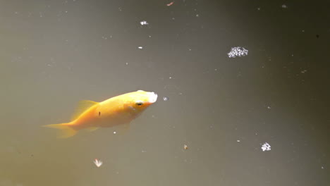 golden fish