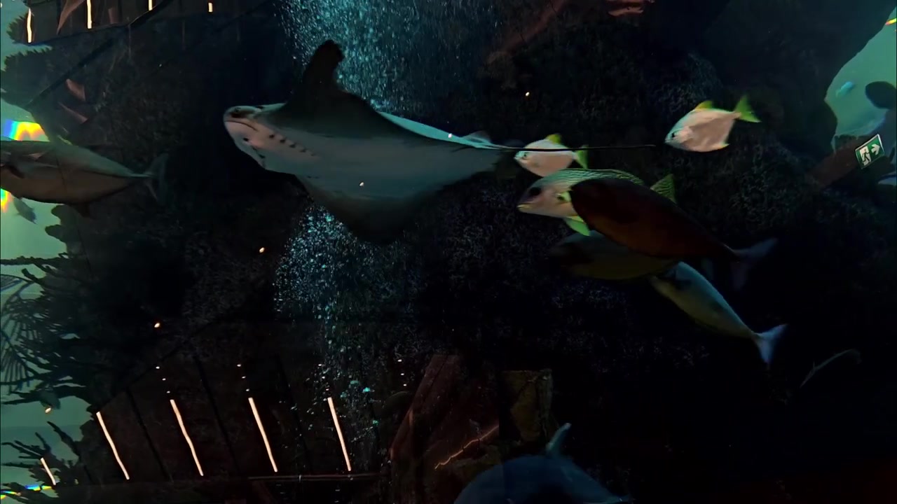 Vertical video large water column tropical fish various species swimming coral reef formations blue underwater world sea life colorful glass tank vertical scene
