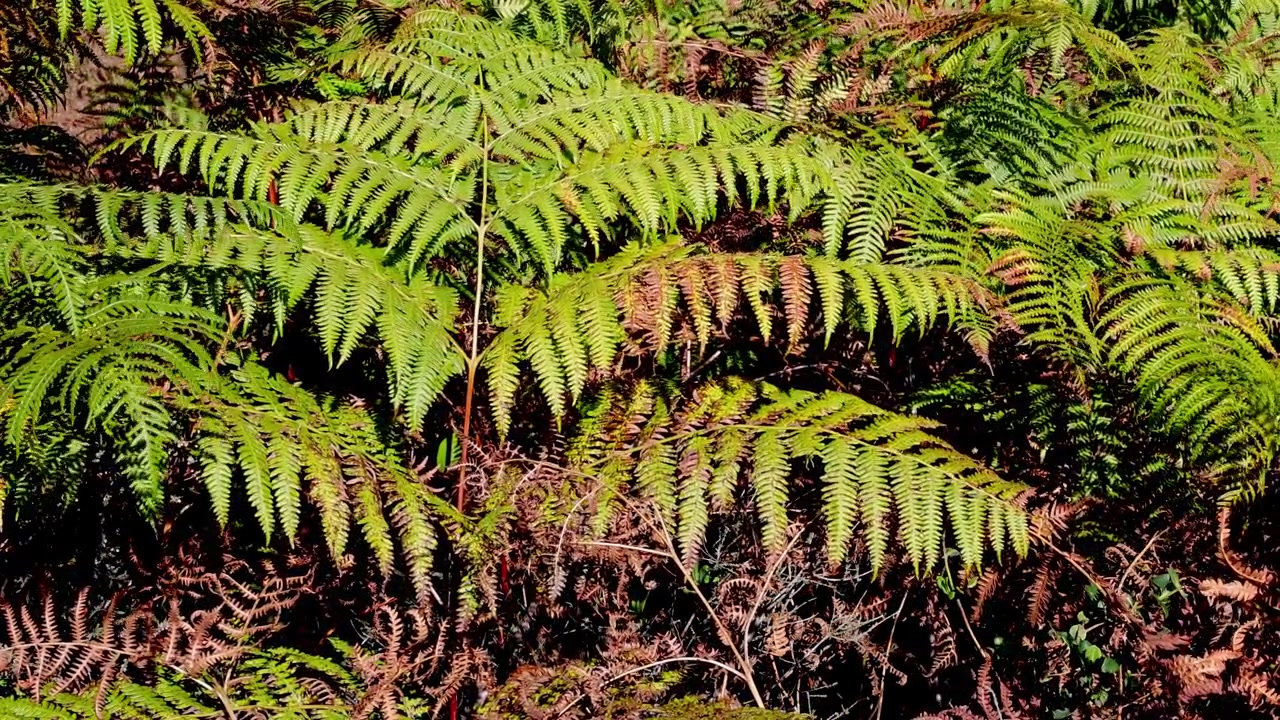Bracken fronds, Pteridium aquilinum, in early Autumn. Staffordshire. UK