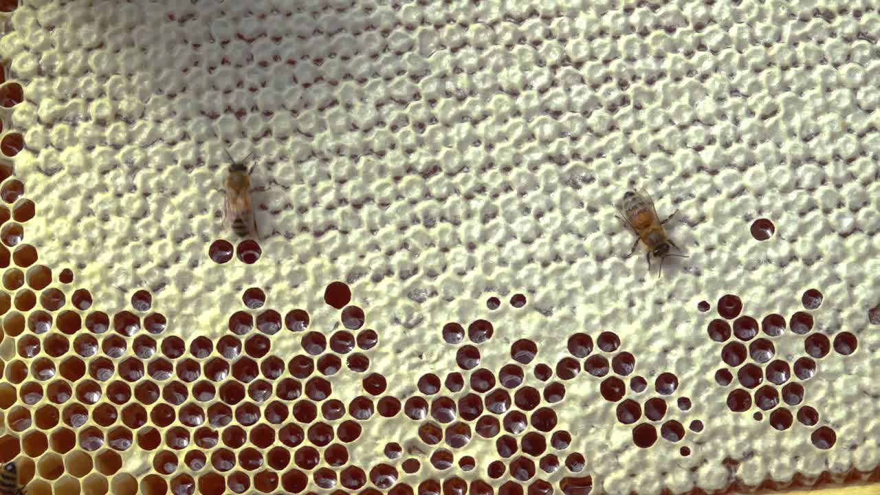 una colmena con miel