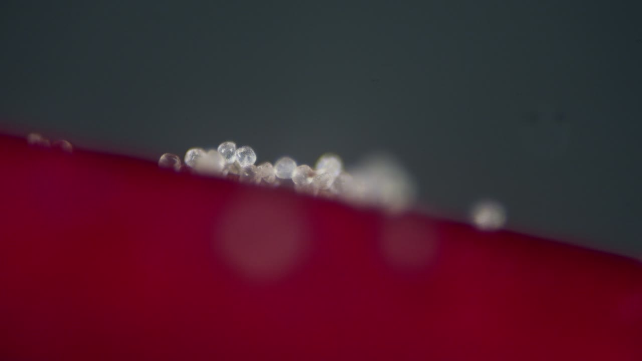 partículas microscópicas de polen en el pistilo del estigma de la flor