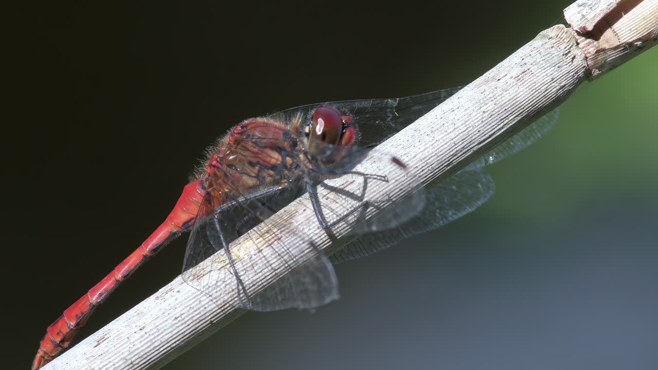 매크로 뷰, 은 드래곤플라이는 갈대 위에 움직이지 않고 앉아 있습니다.