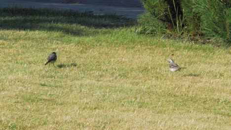 white wagtail birds on the grassy lawn in the garden on a fine weather - wide shot