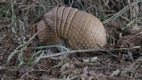 armadillo foraging for food in grass and dirt