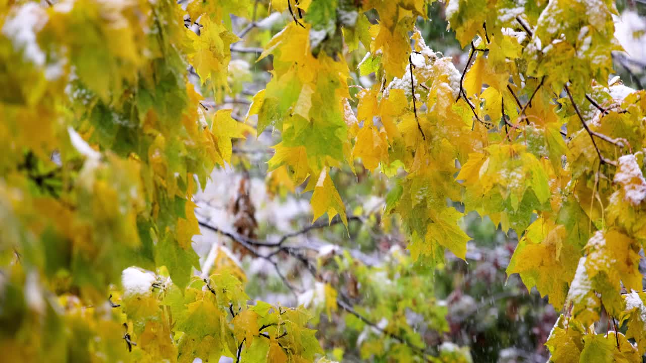 The first autumn snow falls on the leaves of the tree