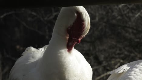 red-billed white duck scratching its neck