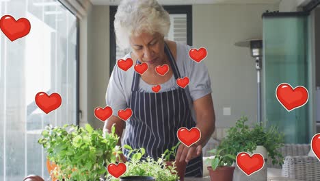 Animation-of-red-hearts-over-senior-biracial-woman-potting-plants-at-home