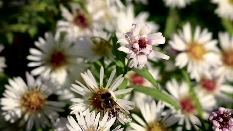 abeja en flores recogiendo polen macro closeup-10
