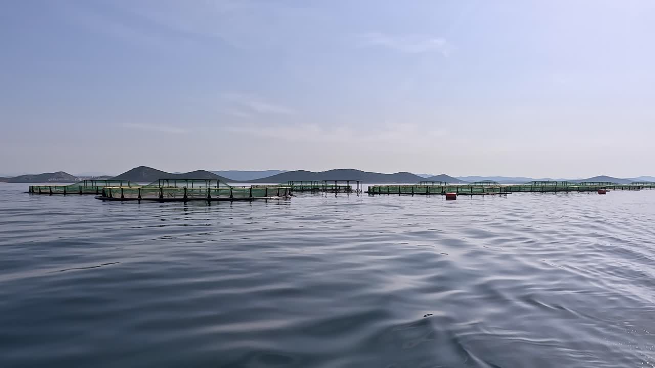 Wild dolphin hunting near fish farm cages, dolphin watching tour