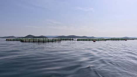 wild dolphin hunting near fish farm cages, dolphin watching tour