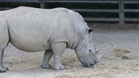 Close up of a rhino