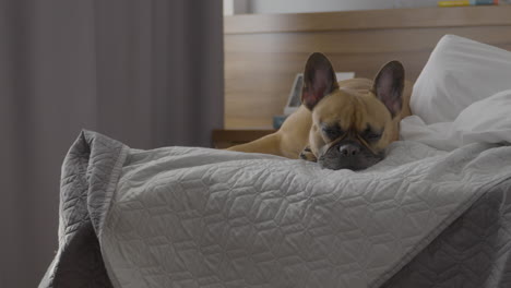 un bulldog francés cansado yace en una cama en una habitación de hotel