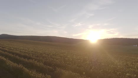 Die-Aufgehende-Sonne-Scheint-Hell-über-Reihen-Von-Weinreben