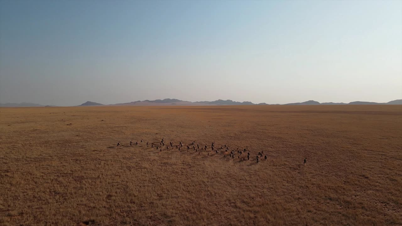 un rebaño de oryx galopa sobre una vasta llanura africana en namibia