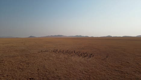 Eine-Oryx-Herde-Galoppiert-über-Eine-Weite-Afrikanische-Ebene-In-Namibia