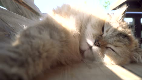 street cat. a cat who lives on the street