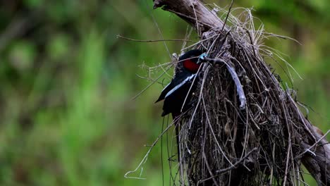 visto desde su lado mientras cuelga de su nido, pico ancho negro y rojo, cymbirhynchus macrorhynchos, parque nacional kaeng krachan, tailandia