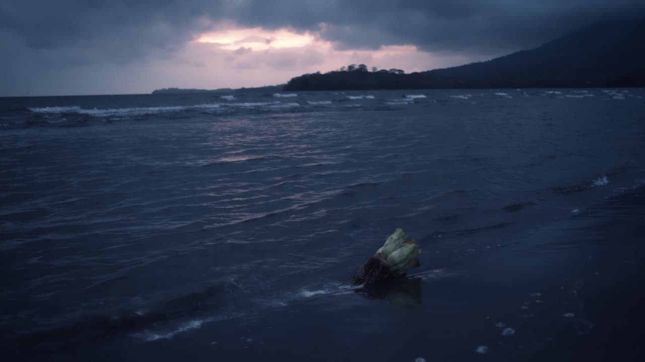 A coconut lies on the shore early in