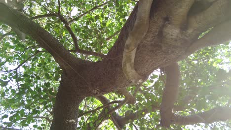 orbiting around a strangler fig tree with gimbal pointing up fully green