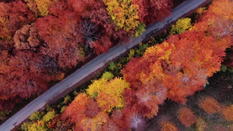 Aufsteigende-Drohnenansicht-Von-Oben-Auf-Eine-Wunderschöne-Allee-Mit-Bunten-Bäumen-In-Der-Herbstsaison---Rotierende-Luftaufnahme-Von-Oben-Nach-Unten