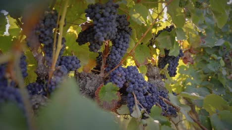 group of red grape clusters in a vineyard