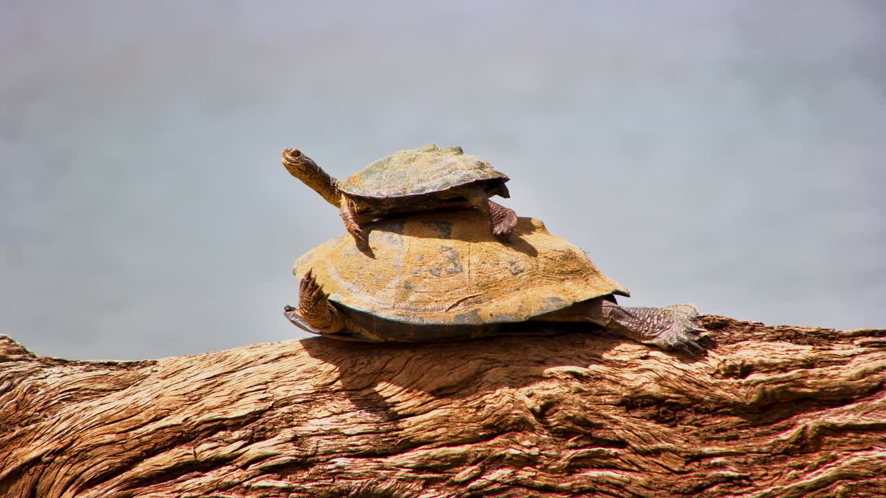 Zwei Sumpfschildkröten sonnen sich auf einem umgestürzten Baumstamm in der Nähe eines Flusses.