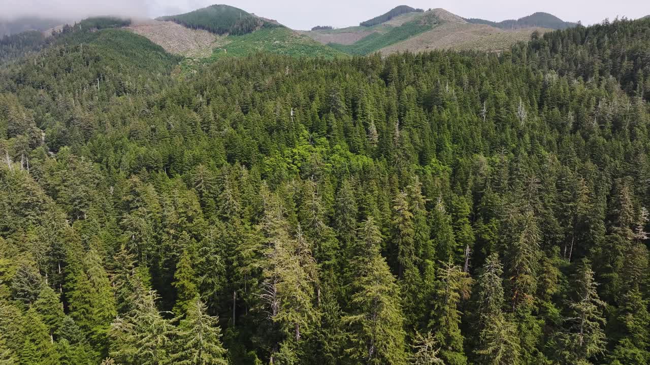 Aerial of Endless Pine Trees on west coast of United States