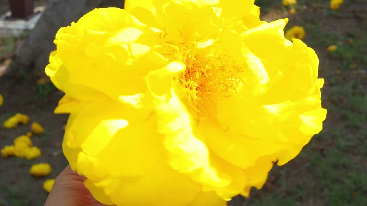 A bright yellow flower is held in hand, with petals illuminated by sunlight against a garden backdrop.
