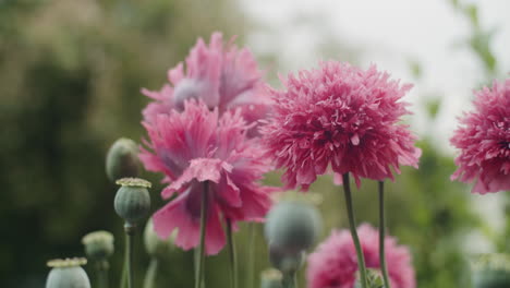 medium close shot of a few opium poppies on a field in the rain