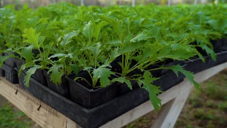 las plantas pequeñas esperan ser replantadas