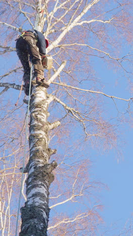 female tree surgeon removing birch tree branches with petrol chainsaw