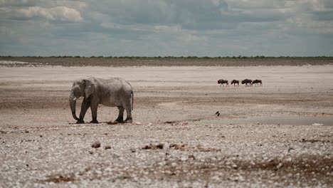 african elephant and gnu at a waterhole