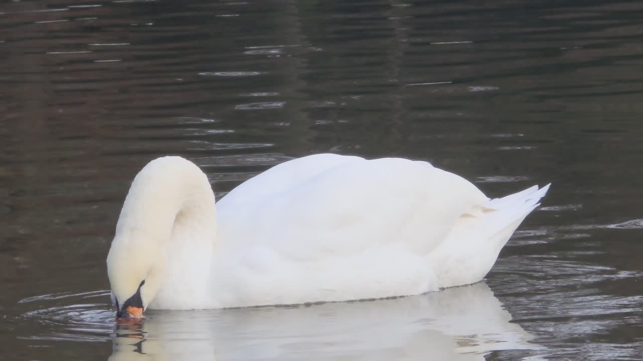 Swan floating on a lake