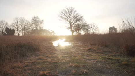 sunrise over a misty meadow