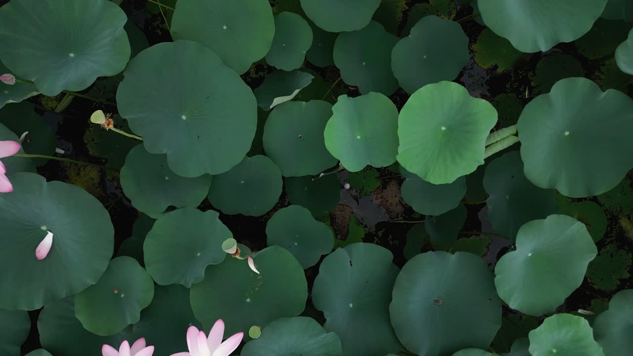 Drone shot capturing Lotus field on an overcast day. Pure serenity.
