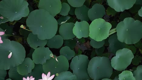 drone shot capturing lotus field on an overcast day. pure serenity.