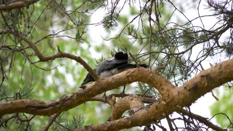 close up of a crow flapping its wings in a tree in sweden