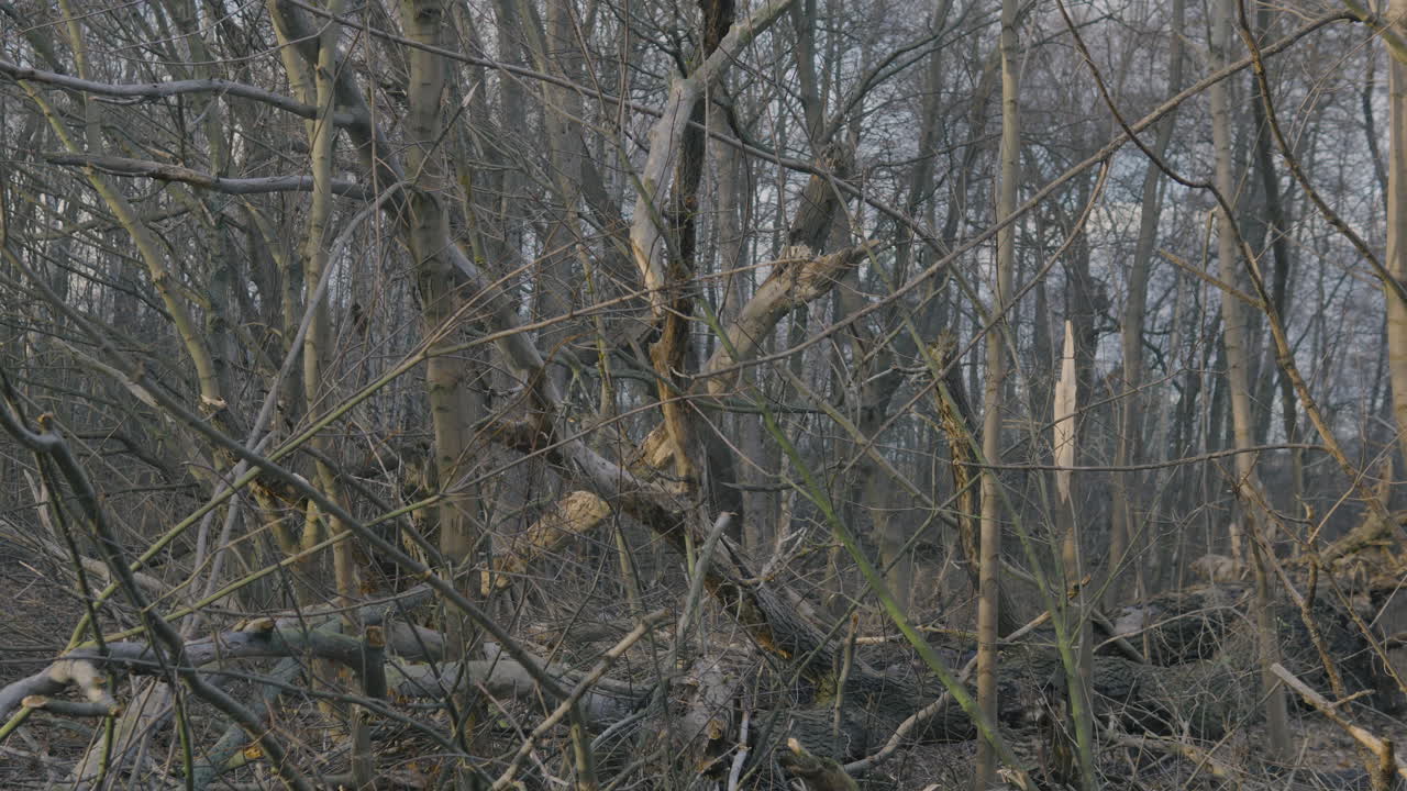 햇빛에 부러진 나무와 가지