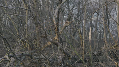 Broken-trees-and-branches-in-the-glare-of-sunlight