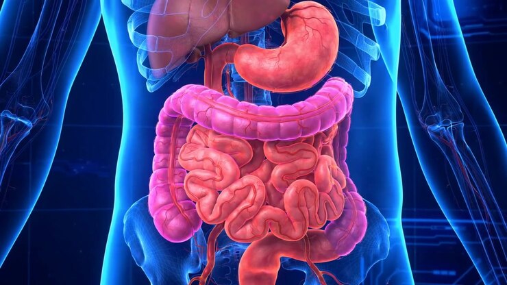A Human Stomach And Intestines Highlighted Inside A Transparent Blue Torso Visualization