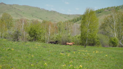 caballos de lujo corren por el campo bajo el control de drones voladores