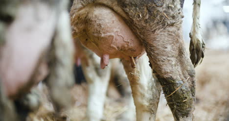 Agriculture-Close-Up-Of-Cow-Udders