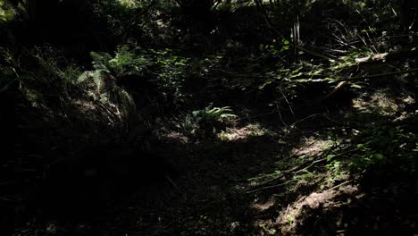 un área de bosque oscuro con luz del sol rompiendo a través de los árboles