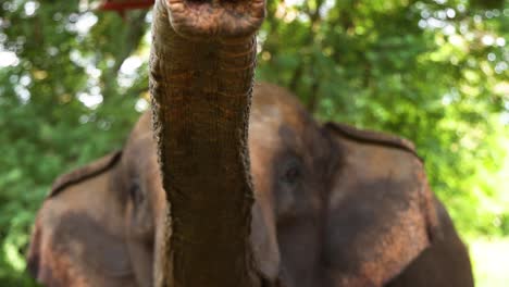 elephant using trunk among trees