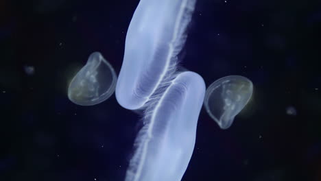 Jellyfish-in-aquarium