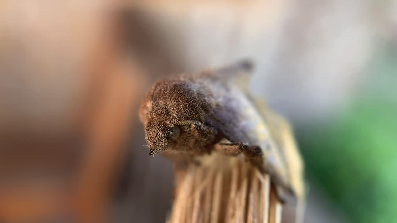 Close-up of a Small Brown Moth